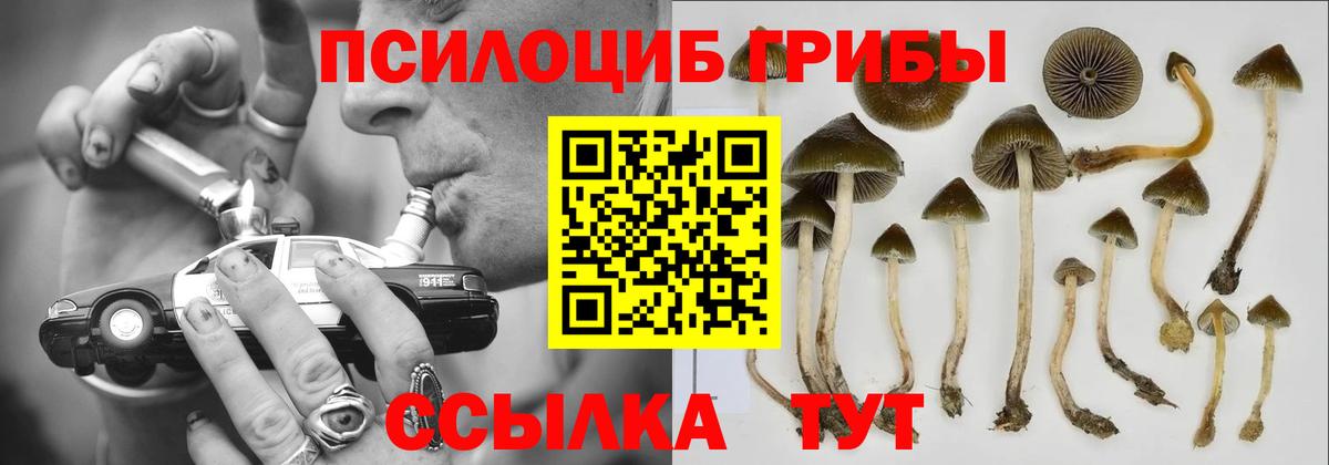 Полевской  Псилоцибиновые грибы Psilocybe  Вход с VPN  Псилоцибиновые грибы Psilocybe 
